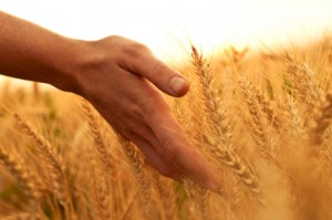 grano-spighe-campo-mano-148497456