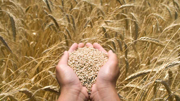 Big-breakthrough-in-ancient-organic-grains-Researchers-make-great-strides-in-health-benefits-of-ancient-wheat_strict_xxl