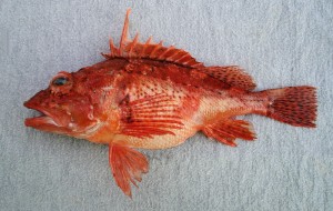 scorfano, red scorpionfish