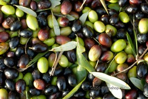 olive da olio-olives for oil