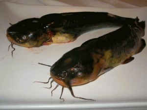 umido-di-pesce-gatto-11996-w400